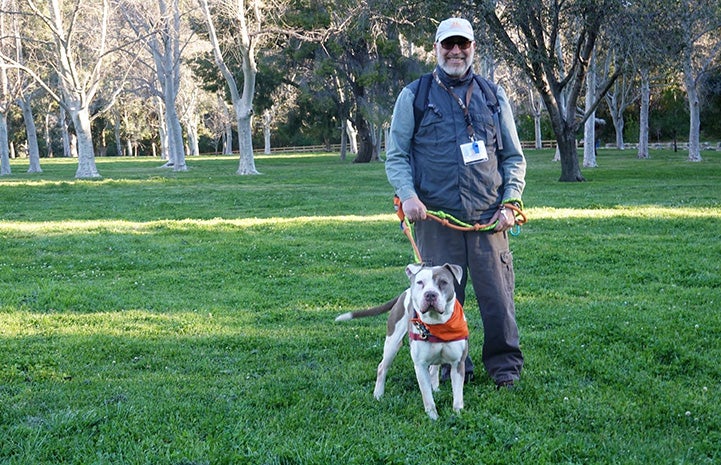 David Glazer walking a pit-bull-type dog on some green grass