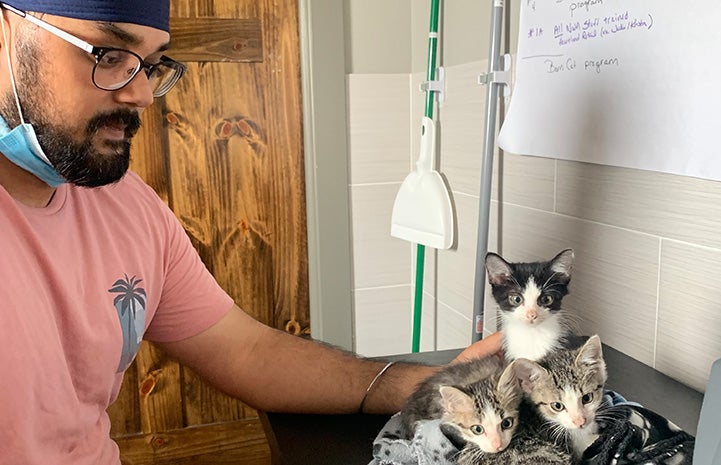 Volunteer Ramandeep Singh reaching out to a litter of kittens