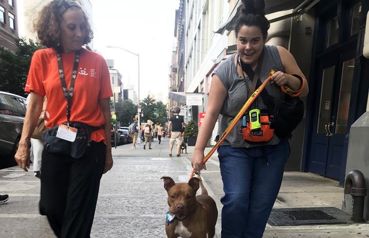Volunteer Randi Schey walking a dog with another volunteer