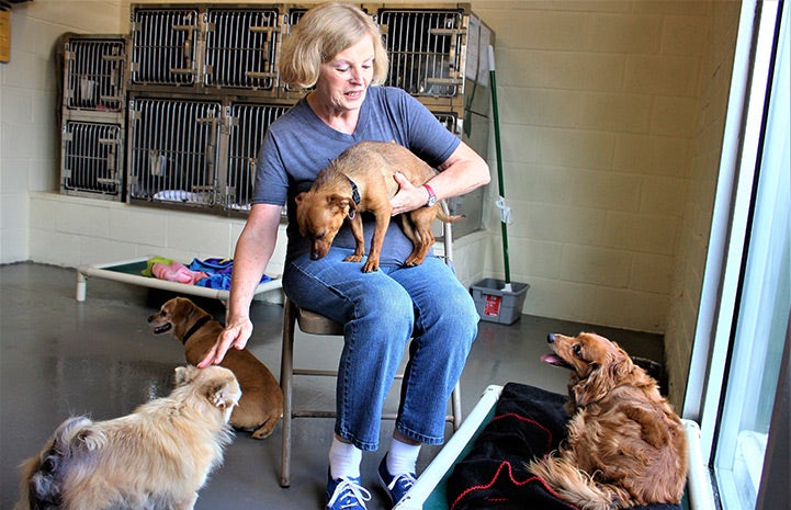 Volunteer Roberta Monti helps the dogs in Atlanta