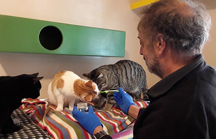 Volunteer Steve spoon feeding some baby food to some cats