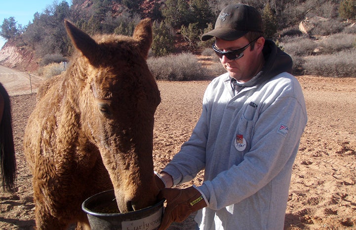 Volunteer Tyler Bernius feeding Curly Sue the horse