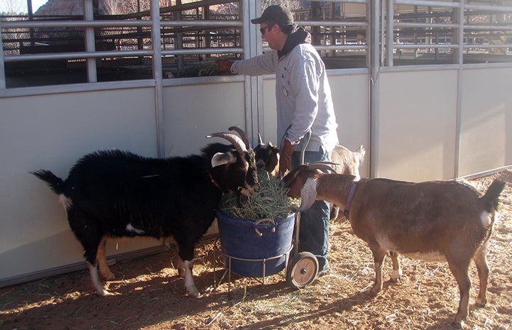 Volunteer Tyler Bernius feeding hay to multiple goats