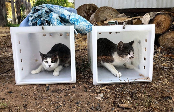 Two cats in boxes ready to be released as part of TNR