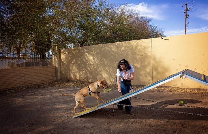 Volunteer Kristin Biggs doing agility training with Yule the dog