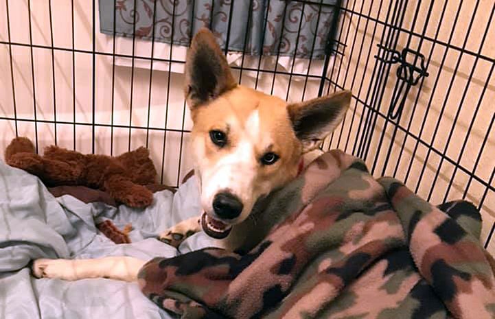 Wendy the dog being fostered by a volunteer, in a crate and covered with a camouflage colored blanket