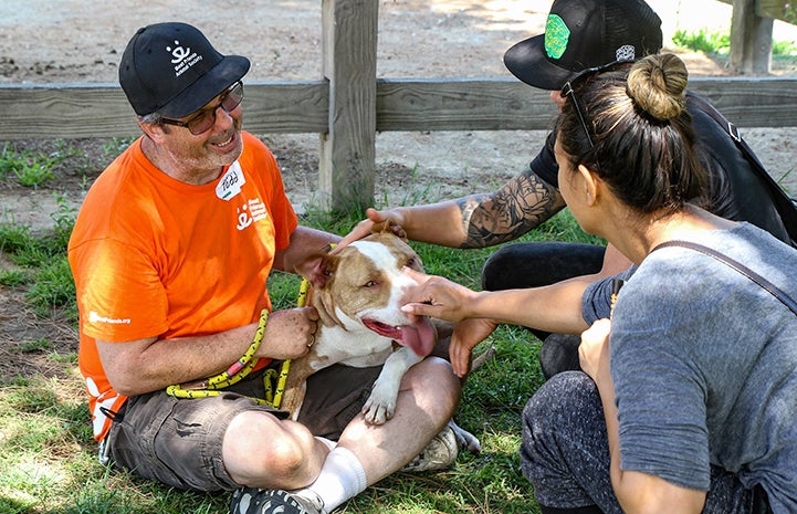 Volunteer Todd wearing a bright orange T-shirt with a brown and white pit bull terrier in his lap that other people are petting