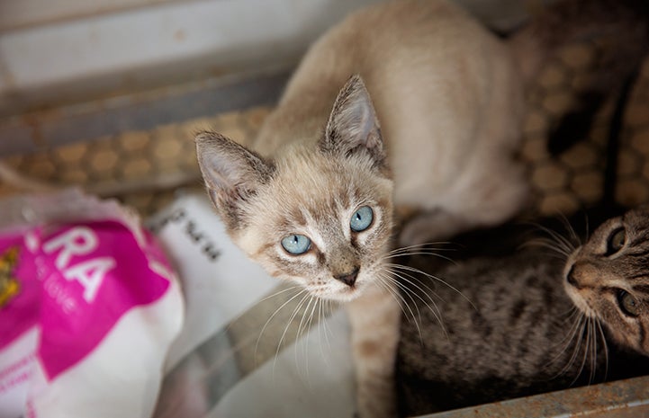 Siamese mix kitten with blue eyes who is being fostered by Michael Moran