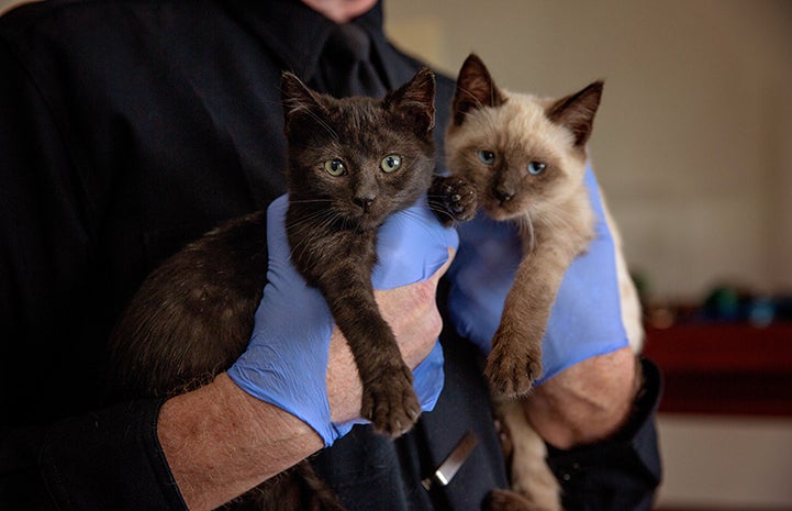 Blue rubber gloved hands holding a seal-point colored and a black kitten
