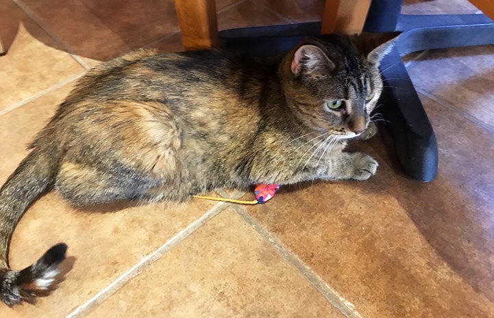 Cindy the torbie cat lying on one of the handmade mouse toys that were made and donated by Marilyn Mott