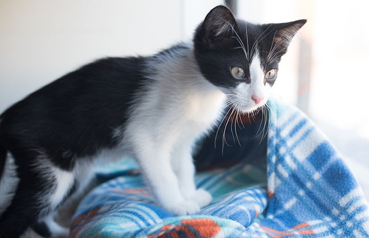 Black and white kitten on a blue plaid blanket looking out a window