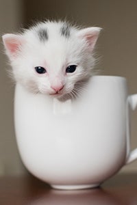 White kitten with gray spots on his head in a teacup