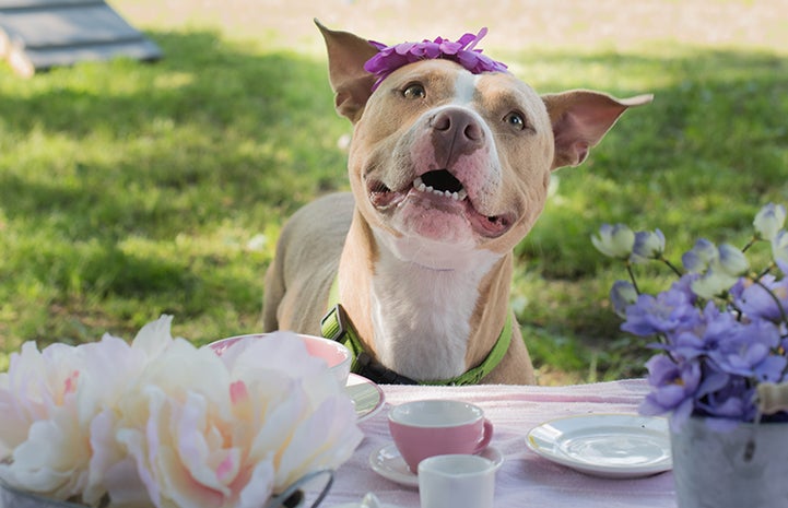 Duchess the dog at a tea party