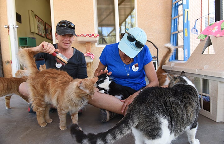 In Cat World, volunteers Monica Daugherty and Kitty Chelton helped to socialize shy cats