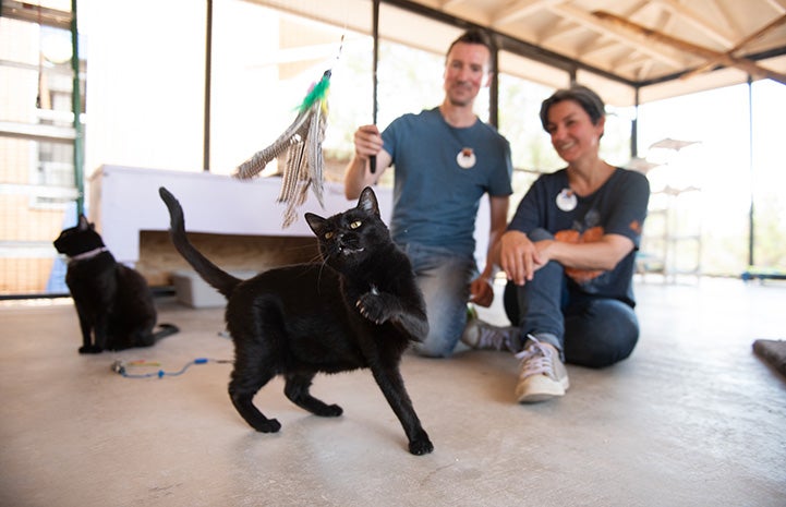 Volunteers Mike and Andrea playing with Irby the black cat at Cat World