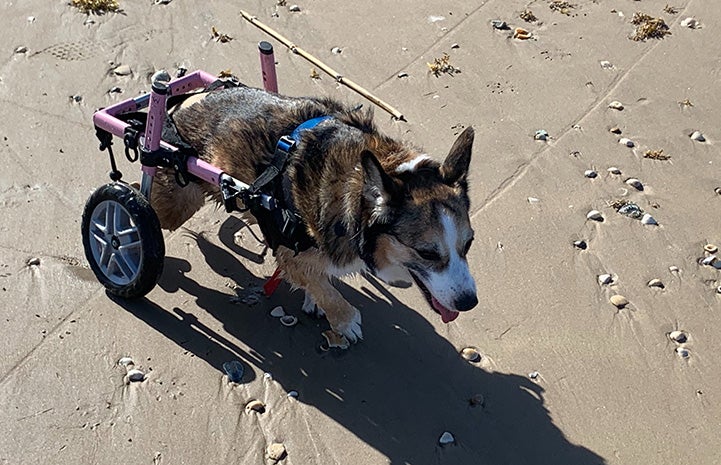 Lovey the corgi in her wheelchair on the beach