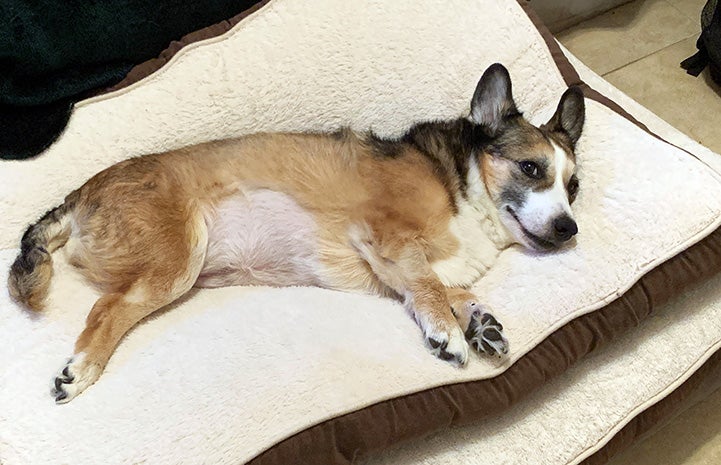 Lovey the corgi lying on a dog bed