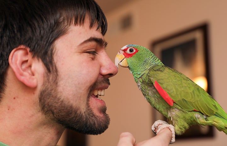 Jason and Emily Ketchum determined that Jujubean the white-fronted Amazon parrot would be a perfect addition to the family