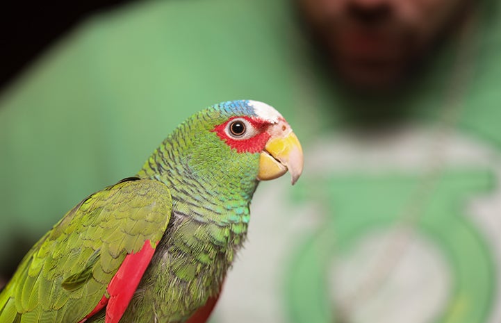 Though Jujubean the white-fronted Amazon parrot didn't respond much to his name at first, he quickly learned what Emily and Jason meant when they said his name
