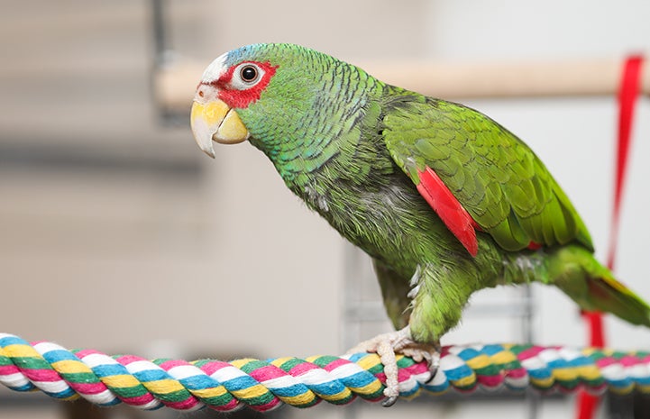 Surely, someone looking to adopt a parrot from Best Friends would fall in love with sweet, charming Jujubean, the white-fronted Amazon parrot
