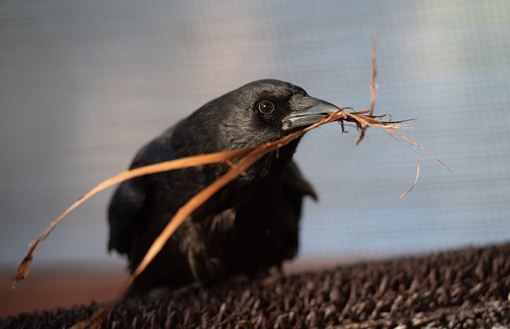 Annabel the crow with dried grasses in her beak