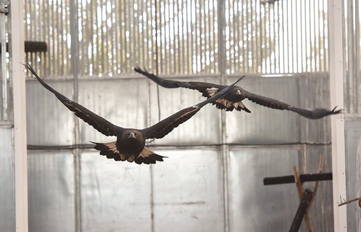 Pair of golden eagles flying