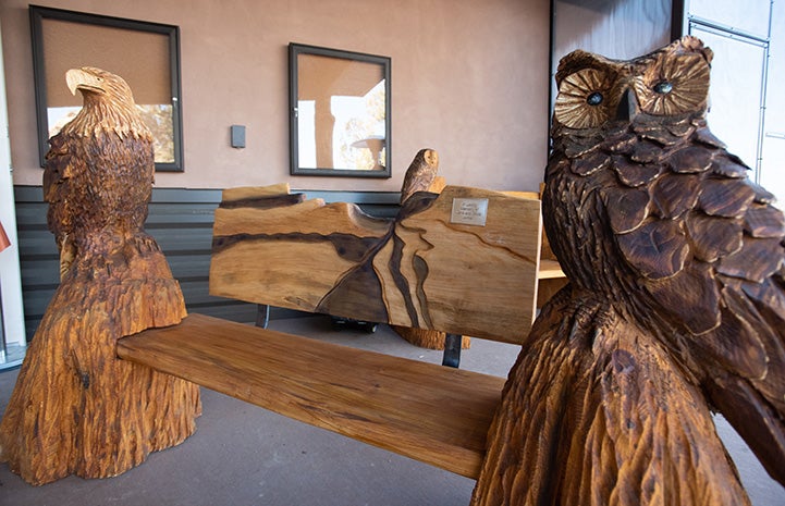 Wooden benches carved with birds of prey from Grand Opening of the new Wild Friends