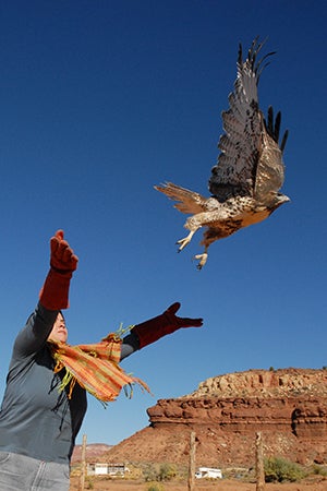 A wild hawk being released after being rehabilitated at Wild Friends