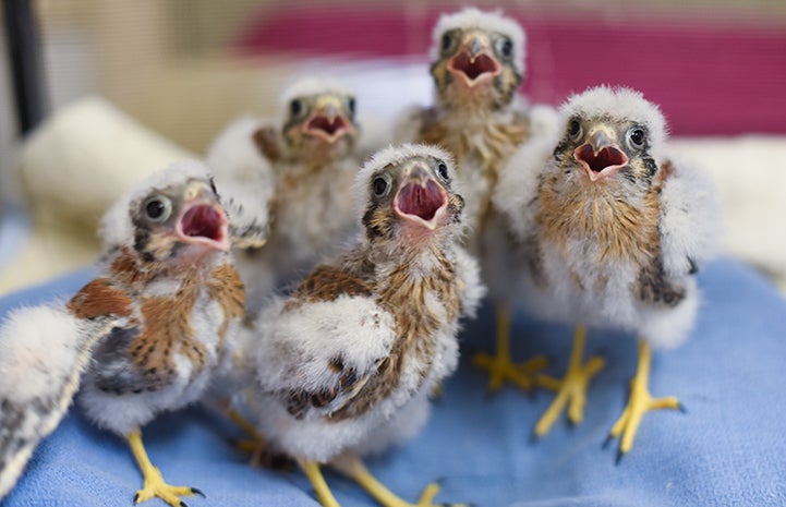 Five baby kestrels with their mouths open, waiting for a feeding