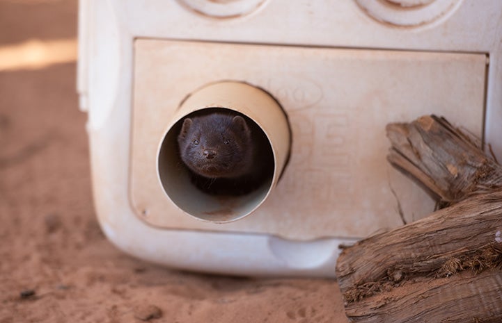 Little One the mink sticking his head out from the opening in a tube