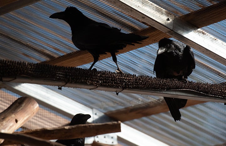 Ravens sitting on a perch