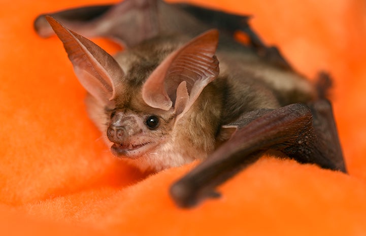 Sweet Cheeks, the pallid bat
