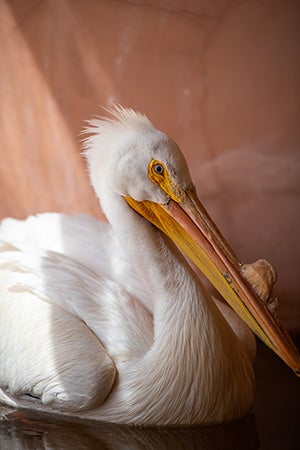 The wild pelican floating in some water