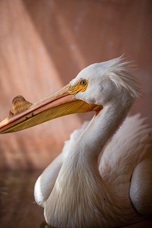 The pelican rehabilitated at Wild Friends