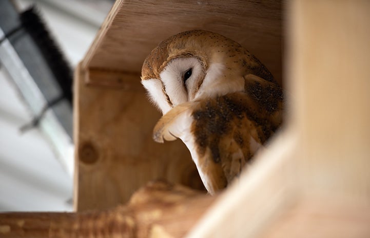 Suvali the barn owl in a nesting box