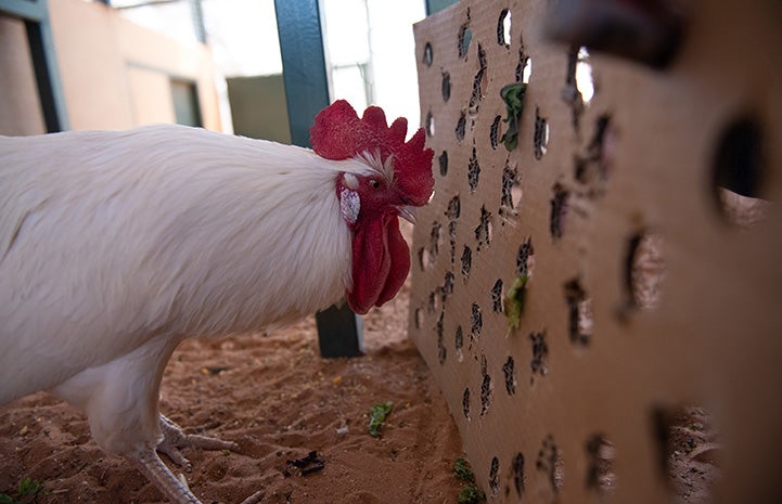 Timothy the rooster working on a food puzzle