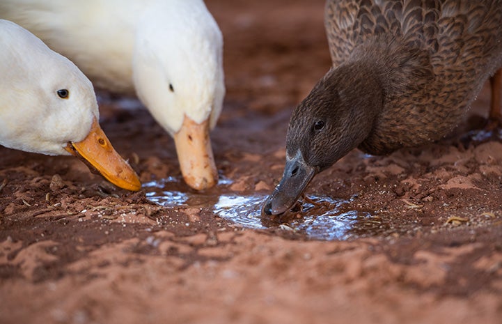 Ducks eating snacks from a mud puddle