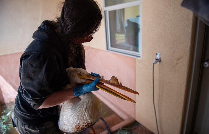 Person carrying the wild pelican