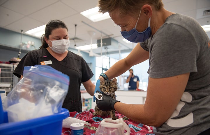 Grace the cat getting her bandages changed