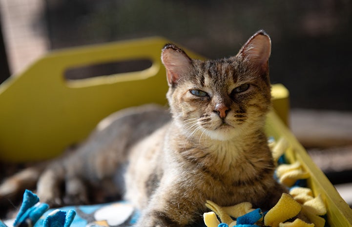 Joan the cat lying in a small wooden bed