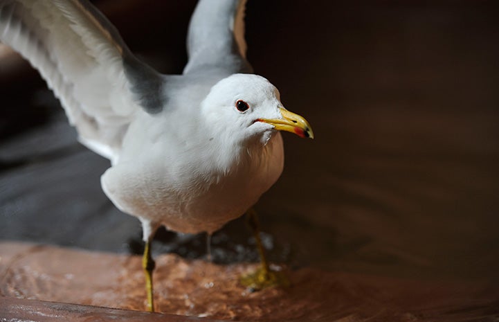 Finn the seagull flapping his wings