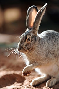 Forest the jackrabbit