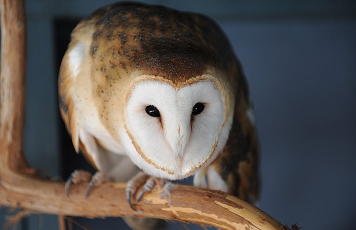 Suvali the owl standing on a wooden perch