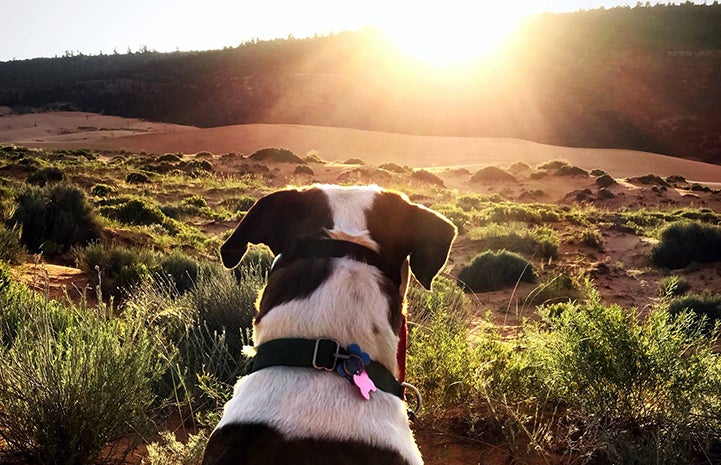 Willa perfected doggie Zen during a sunset