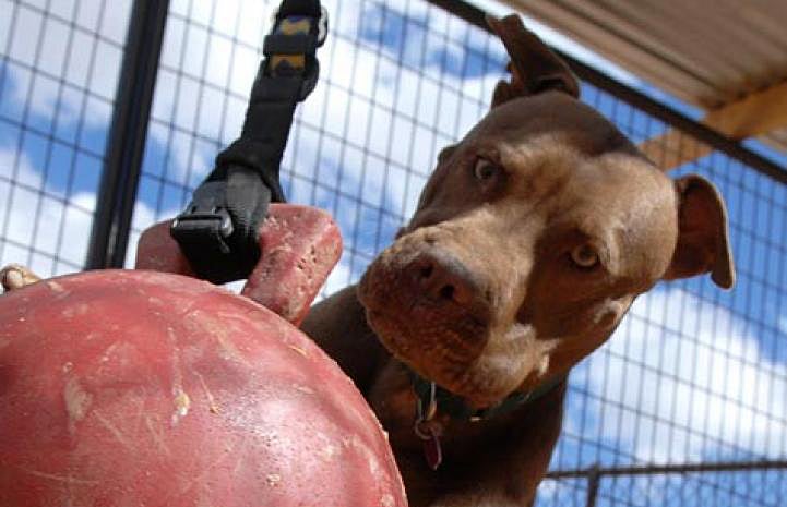 Willie, an ex-Michael Vick dog, loves the jolly ball