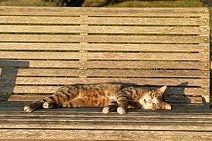 Tabby cat lying in a sunbeam on a wooden bench