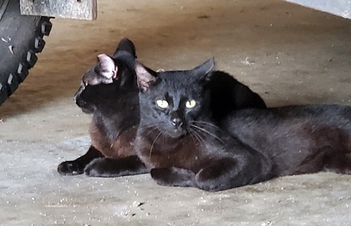 Pair of working cats adopted from Osceola County Animal Services