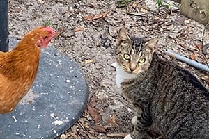 Tabby cat outside next to an orange chicken