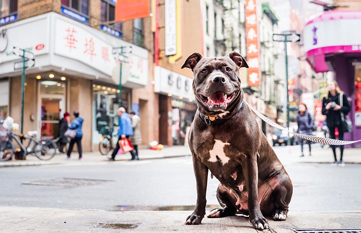 Brown pit-bull-terrier-type dog with a white chest on a leash in front of a street scene in Chinatown in New York City 
