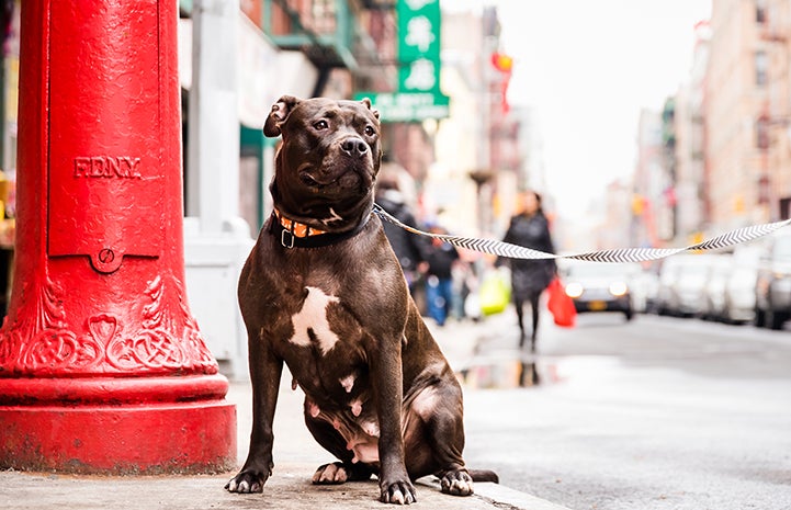 Female brown pit-bull-terrier-type dog with a white chest on a leash in front of a NYFD red post